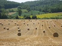 Surrounding Farmland